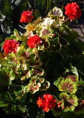 pelargonium-hortorum-occold-shield.jpg
