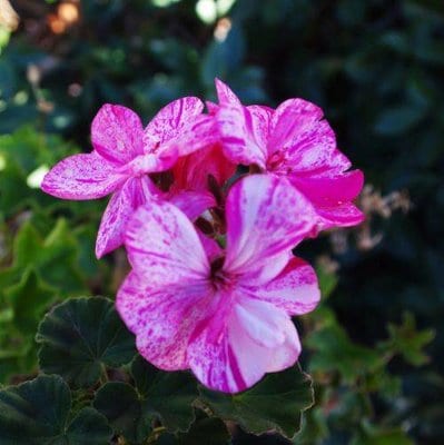pelargonium-hortorum-raspberry-twizzle.jpg