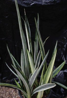 sansevieria-bantels-sensation.jpg