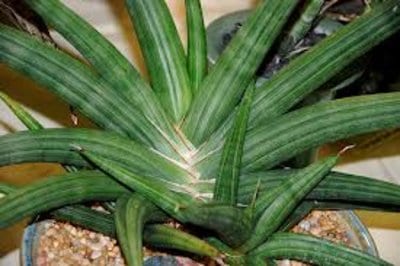 sansevieria-patens.jpg