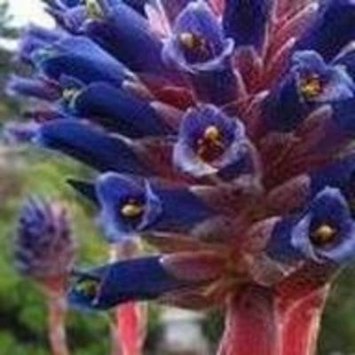 silver-puya.jpg
