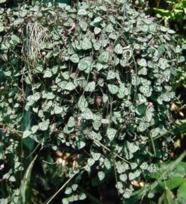 string-of-hearts.jpg