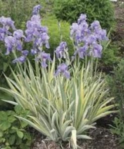 Variegated Iris