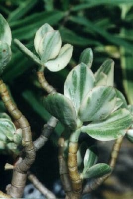 variegated-jade.jpg