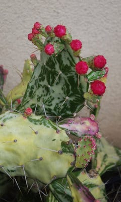 variegated-prickly-pear-cactus-s.jpg