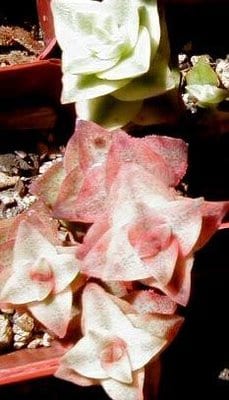 variegated-string-of-buttons.jpg