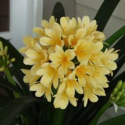 yellow-clivia.jpg